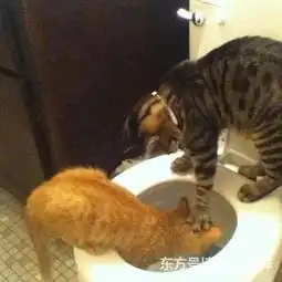 猫咪真是天不怕地不怕,欺负起同类一点也不含糊,狗更是深受蹂躏