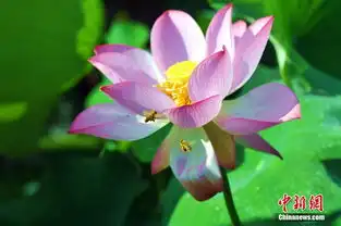 江西广昌万亩白莲竞相绽放美不胜收