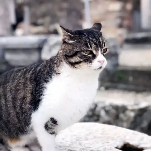 一大波土耳其猫送给你