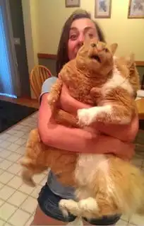 被人类拥抱亲吻的猫咪们,一脸嫌弃