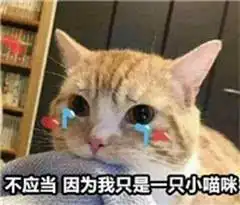 表情不应当,因为我只是一只猫咪