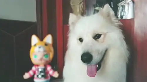 狗狗的玩具大军被发现,不愿交出来最终只能干瞪眼,小表情真是太可爱了