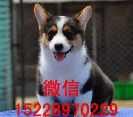柯基犬多少钱一只正规犬舍繁殖诚信交易