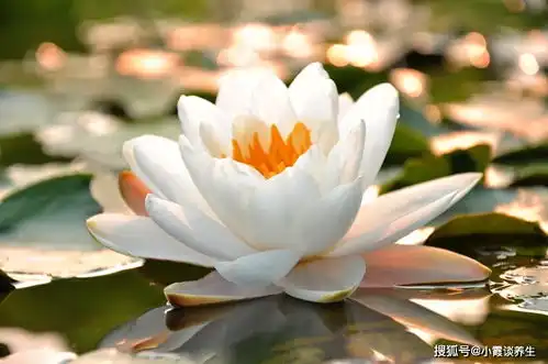 再熬一周,四属相惹不起,祥云枝头绕,添丁之喜,喜上眉梢生活
