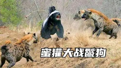 纪录片实拍蜜獾大战3只鬣狗,狡猾的蜜獾不讲武德攻击鬣狗下体