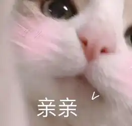 起司猫照片起司猫相册大全yy官方