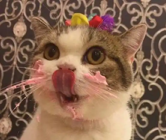 铲屎官第一次给猫咪过生日,猫咪吃蛋糕的反应,让人笑喷