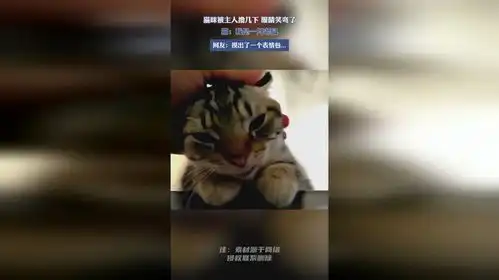摸了下猫咪,结果摸出了一张表情包