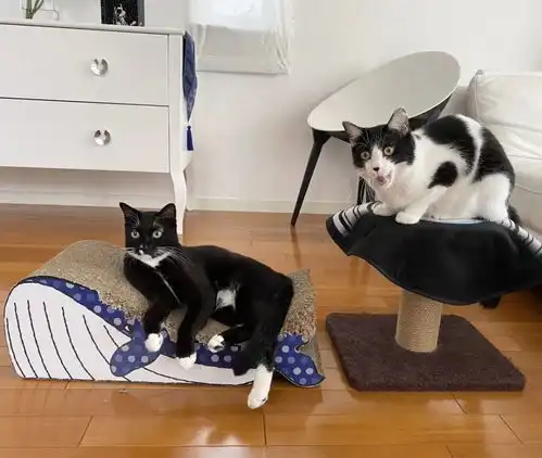 这只奶牛猫的表情简直有毒,我笑到满地找头