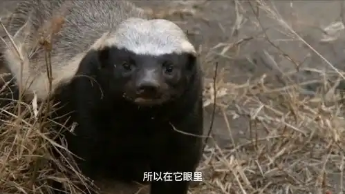 被吉尼斯记录列为最勇猛的动物平头哥蜜獾是徒有虚名还是实至名归