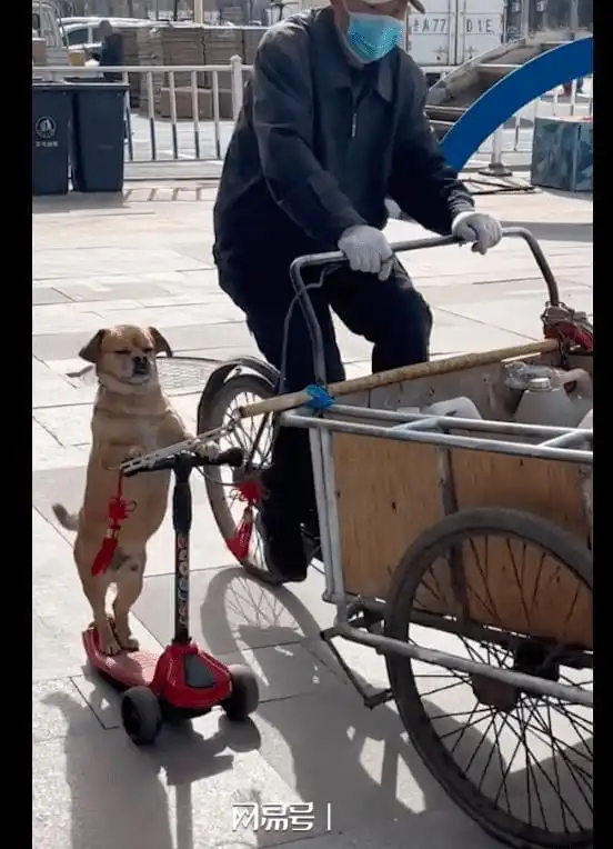 大叔给狗配了一辆滑板车,要走了它自己就站在上面,表情贱兮兮的