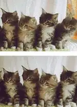 一排小猫点头的动图一排小猫点头的表情包gif下载无水印乐游网游戏下载