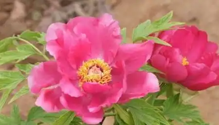 如果夫妻有一人属这三生肖的,一生不缺财帛,婚姻生活富足又幸福