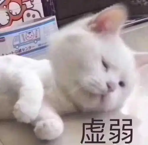 没有钱还敢养猫月薪几位数才能养得起猫呢