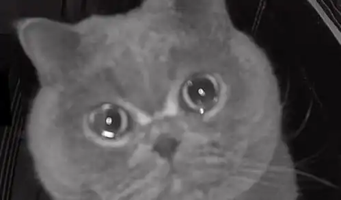 令人心碎委屈小猫咪对着屋内摄像头眼泪汪汪,想要主人返回家中