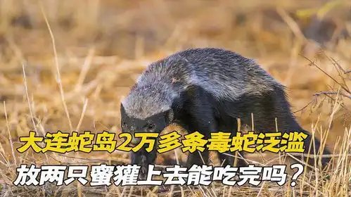 大连蛇岛2万多条毒蛇泛滥,将两只蜜獾放上去,能将毒蛇都吃完吗