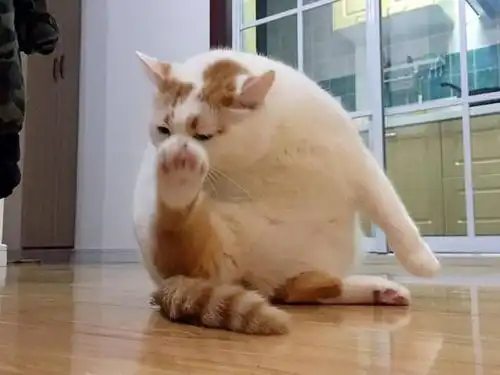 猫咪把你当保姆的6个表现,一旦出现,可没把你当主人哦