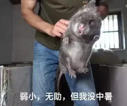 2018年最火的表情包,没用过你这一年都白过了