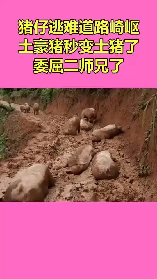 猪仔逃难道路崎岖,土豪猪秒变土猪了,委屈二师兄了