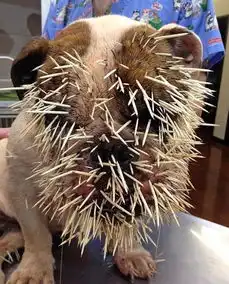 当动物遇上豪猪