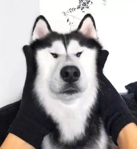 异瞳哈士奇,颜值再高也是表情包