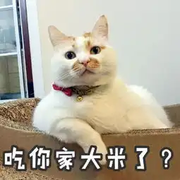 难过萌翻全世界的网红狗俊介去世,楼楼也走了,上帝把我们的表情包都带走了...