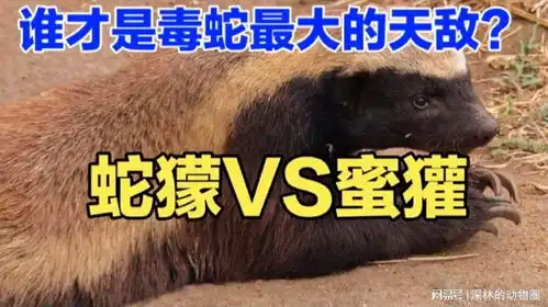 谁才是毒蛇最大的天敌平头哥蜜獾还是蛇獴獴哥
