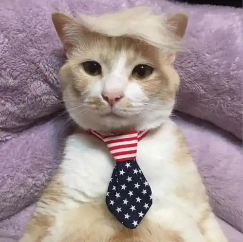 疫情隔离期美国的猫主子们,把猫咪变成了各种版本的总统特朗普