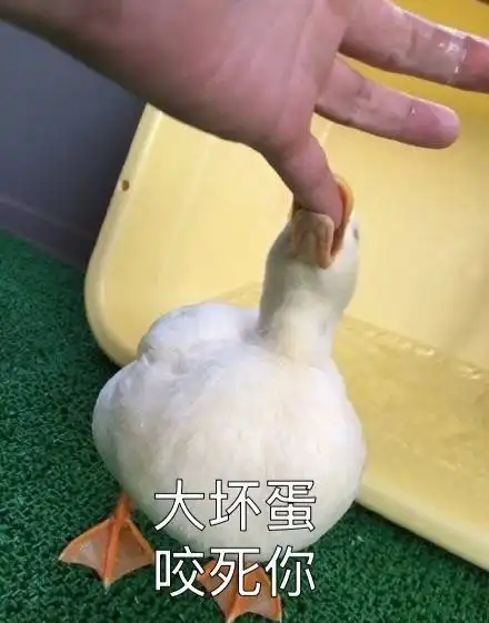 搞笑表情包拿图片砂锅大的拳头,你见过吗