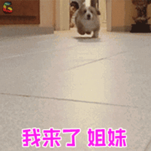 萌宠表情你懂我的意思吧