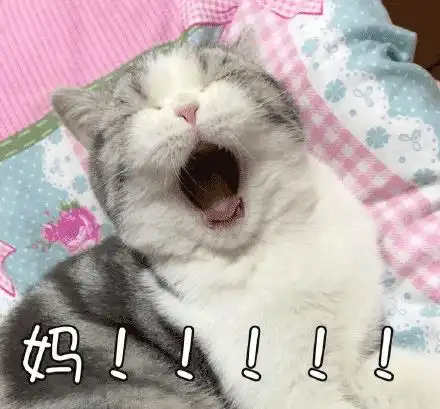 主人起来上厕所,留下小猫就呼呼大睡,回来之后笑喷了