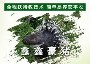 选择鑫鑫豪猪养殖需要注意的事项