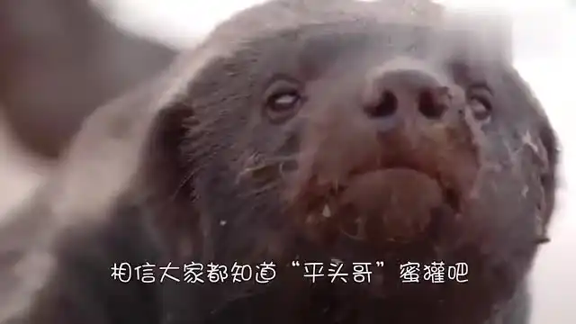 鬣狗和蜜獾谁更厉害凶残的遇到不要命的,结局让你意想不到