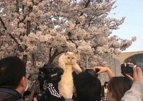 春暖花开,自己的鱼干自己挣,小猫咪在线营业