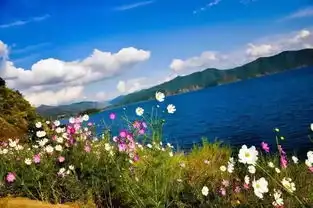 云南人格桑花开,美艳动人,请收下这份最美的赏花贴