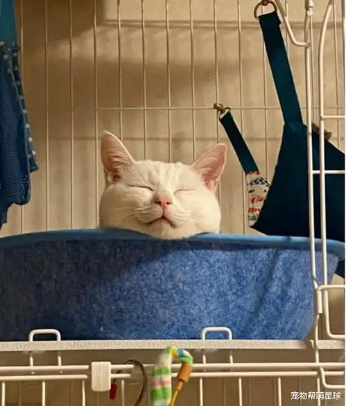 猫咪陷入零食和上药的纠结,一会靠近,一会迟疑的表情笑喷众人
