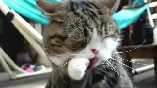 慢镜头记录猫咪的一举一动,看到这表情请原谅我忍不住笑了