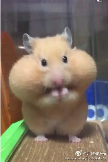 那个仓鼠的表情包