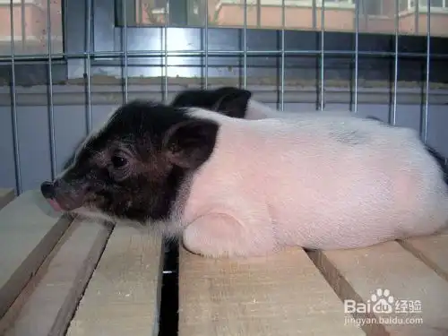 宠物猪长大了怎么办小香猪长大了怎么处理