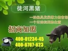 黑猪专卖店加盟火了,徒河土豪猪带来土豪项目
