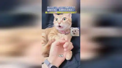 主人在猫咬人时学猫生气的叫声,猫咪听到后一脸震惊的表情亮了