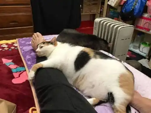 铲屎官给猫们开了暖器,但是其中一猫就喜欢抱着她的脚,太奇怪了