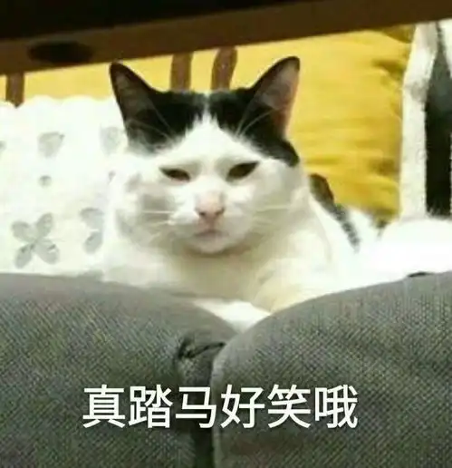 有什么能终结聊天的表情包