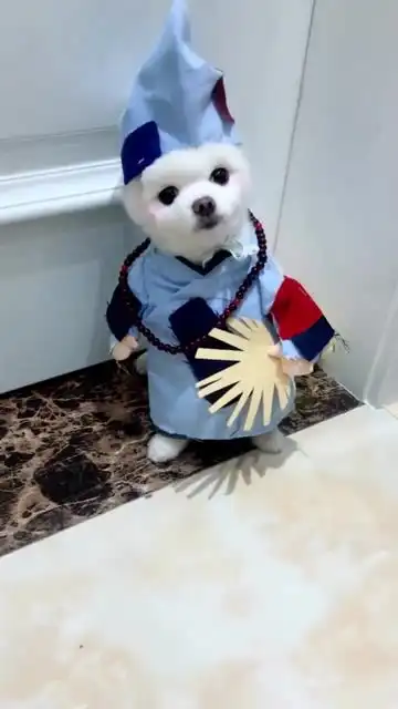 小狗狗穿上济公的衣服,手里还拿个扇子,表情呆滞真的是太可爱了