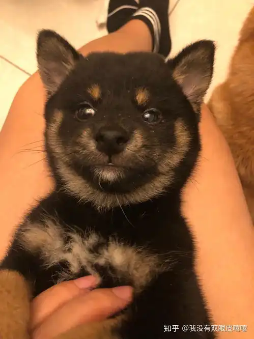 你为什么养柴犬