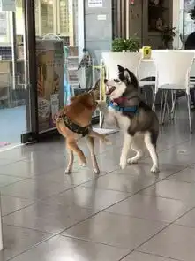 以为柴犬小好欺负,二哈挑衅人家又被打趴下了