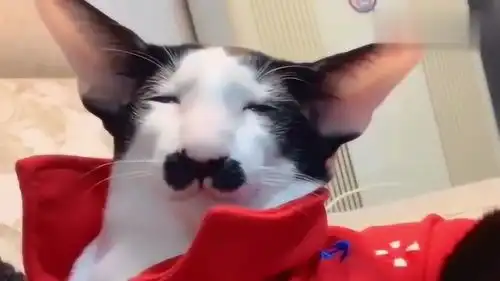 这是我见过最丑的猫,这表情啥意思,我好想揍它一顿呀