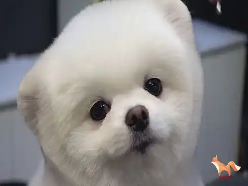 家有狗子小博美理发时好乖呀,小表情也太可爱了吧