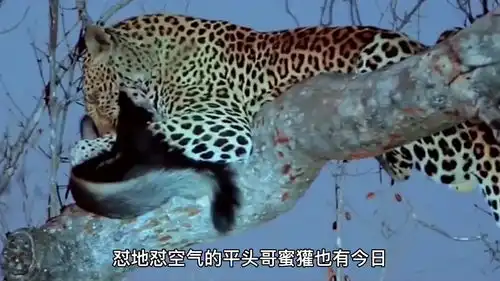 平头哥蜜獾被花豹收拾了,命在旦夕,还能活下来吗