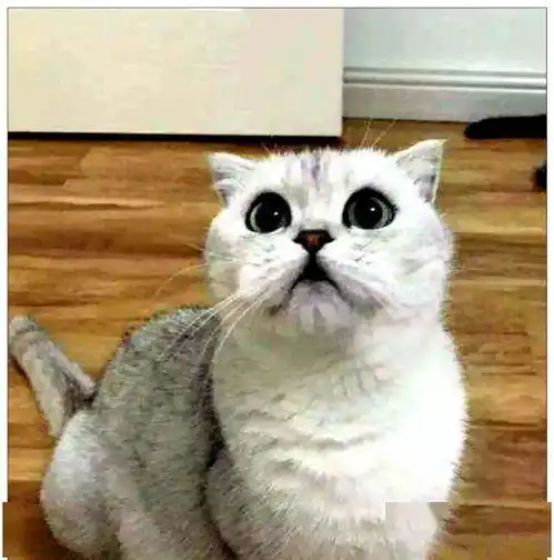 小猫被阉割成太监,表情令医生笑哭,女主人痛苦一次幸福一生